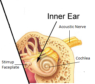 Inner ear