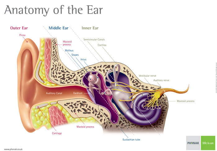 ear anatomy courtesy of Phonak