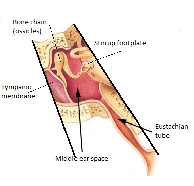 Middle ear cavity and anatomy